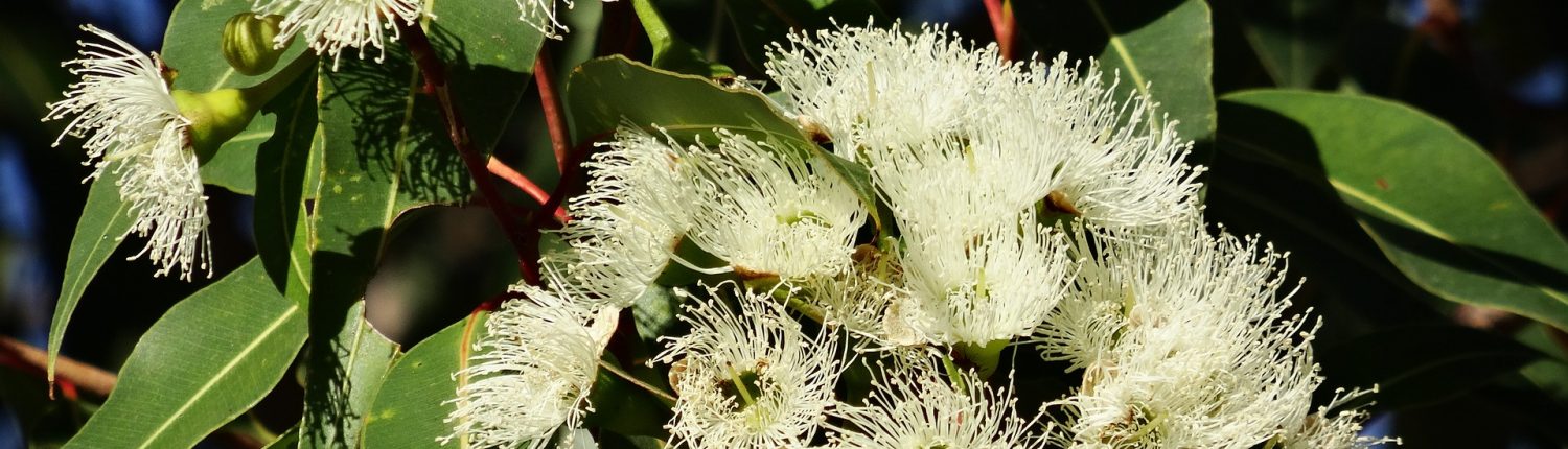 fruit flowers