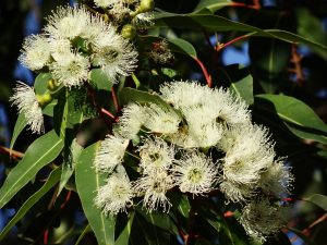 fruit flowers