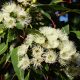 fruit flowers