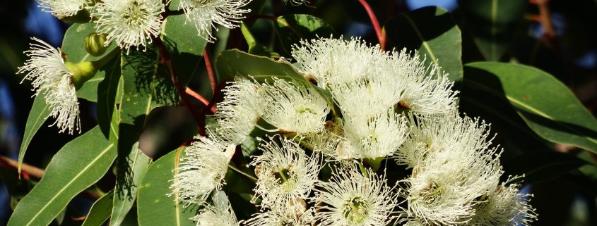 fruit flowers