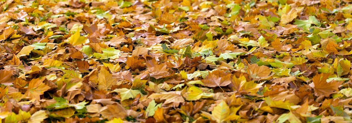 Things to Look for When Buying a Leaf Blower