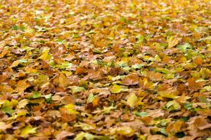 Things to Look for When Buying a Leaf Blower