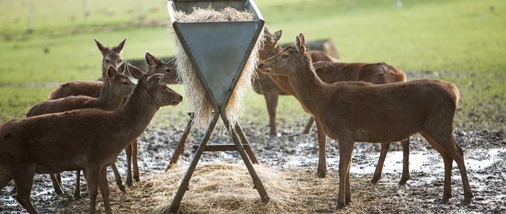 feeding deer with game and animal feeders