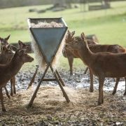 feeding deer with game and animal feeders