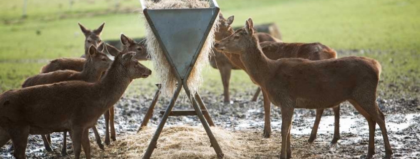 feeding deer with game and animal feeders